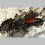 Anoplius infuscatus - Wegwespe 06b 9mm beim Nestbau OS-Hasbergen-Lehmhuegel - det.jpg